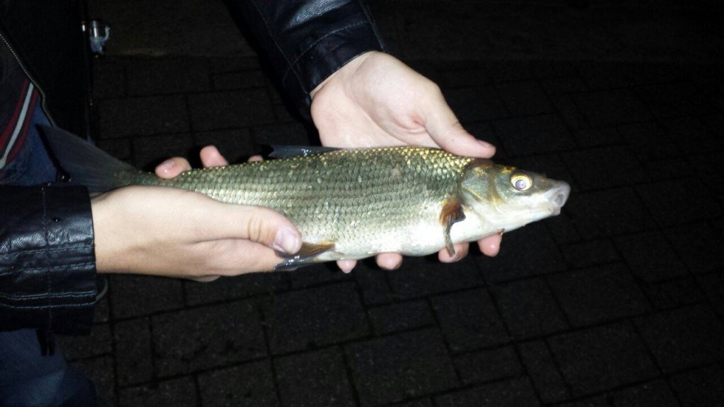 Savetta con Apache 3 cm col. NST