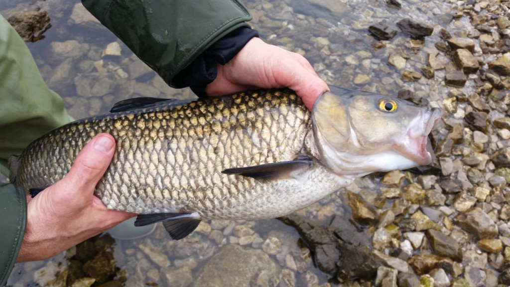 Lago lipless 8,5 cm