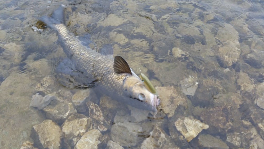 Lago lipless 8,5 cm