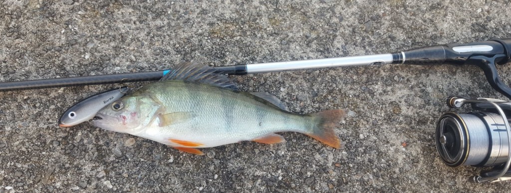 Brigante 6 cm
