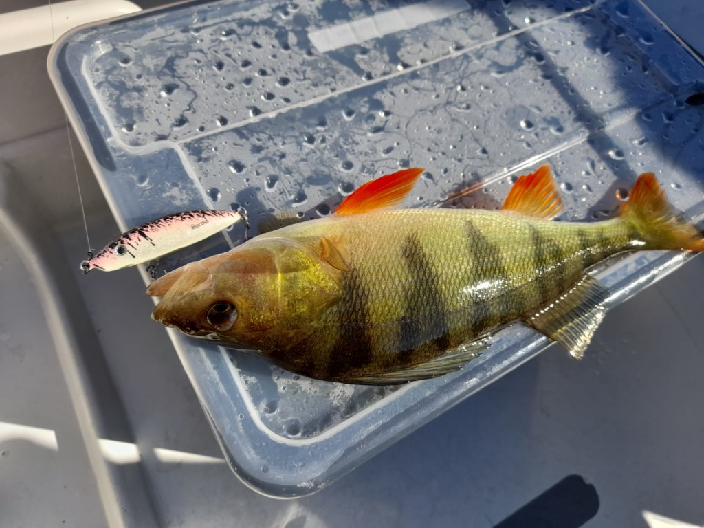 Lago lipless 6,5 cm