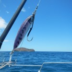 tuna Madagascar 1